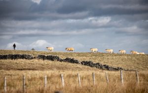 Eleveurs Aubrac Parc naturel régional 