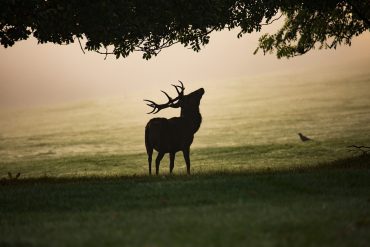 cerf dans la forêt