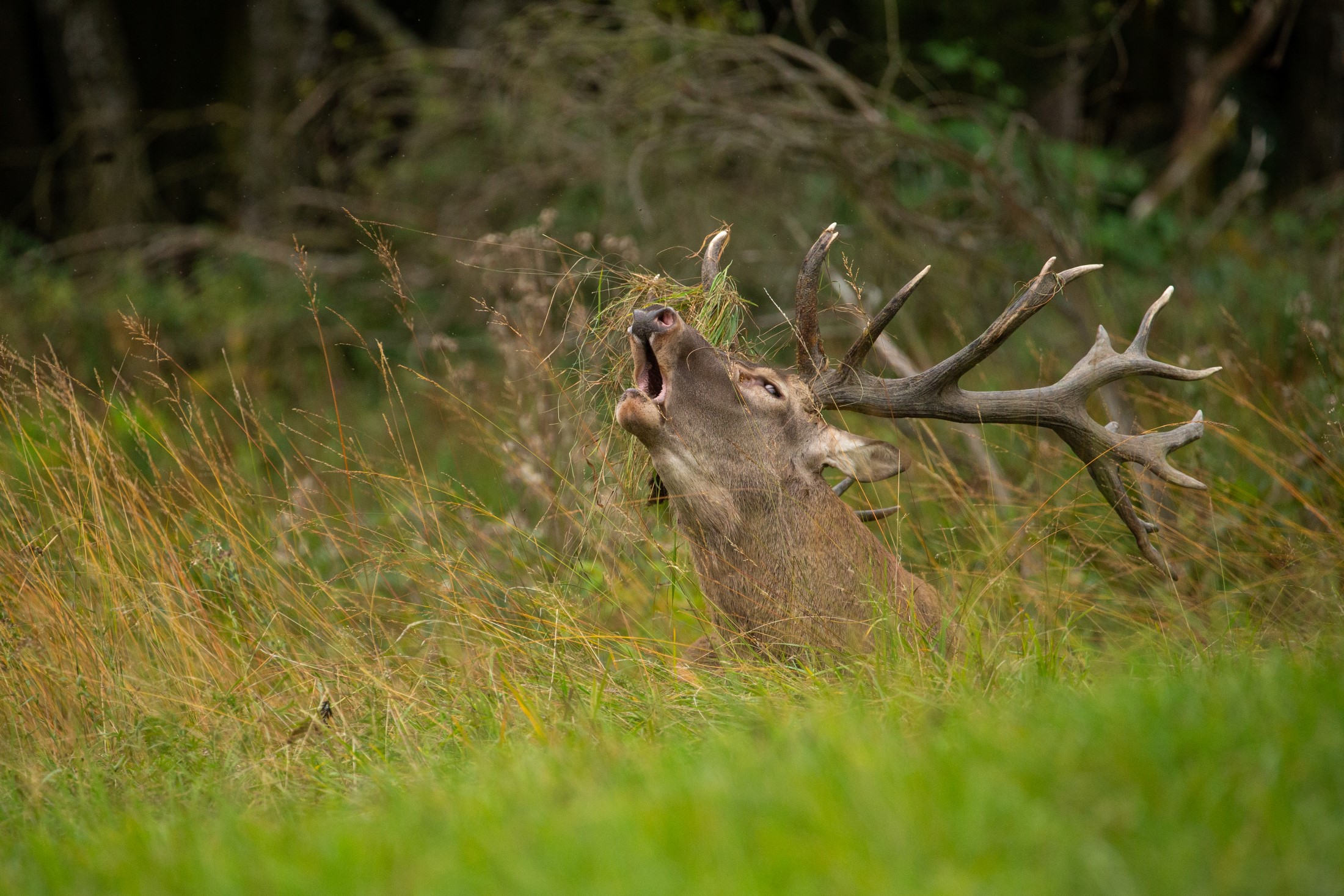 cerf dans la nature