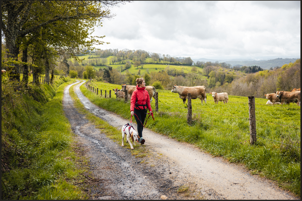 Chien en balade avec son humain près d'un troupeau